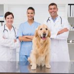 犬・猫の健康管理におすすめの動物病院