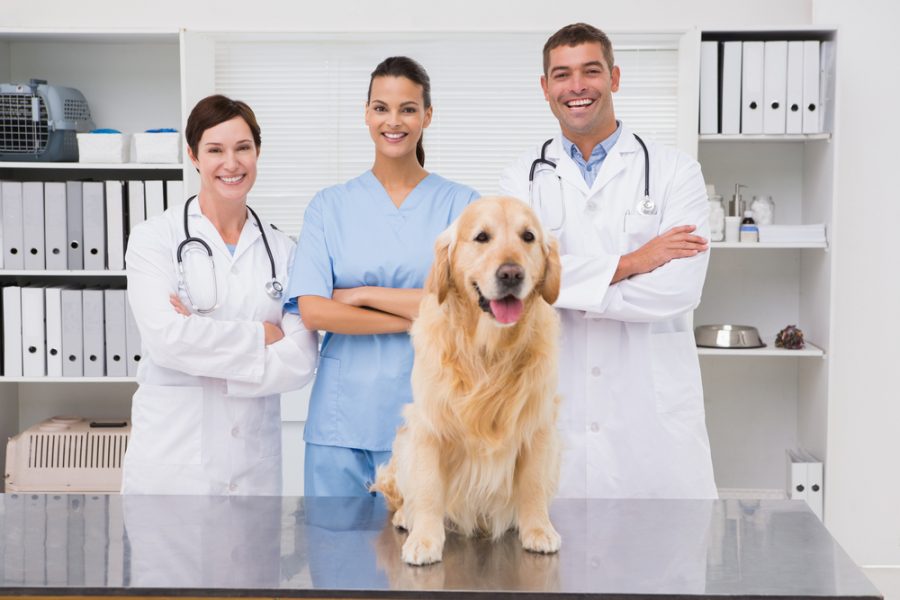 犬・猫の健康管理におすすめの動物病院